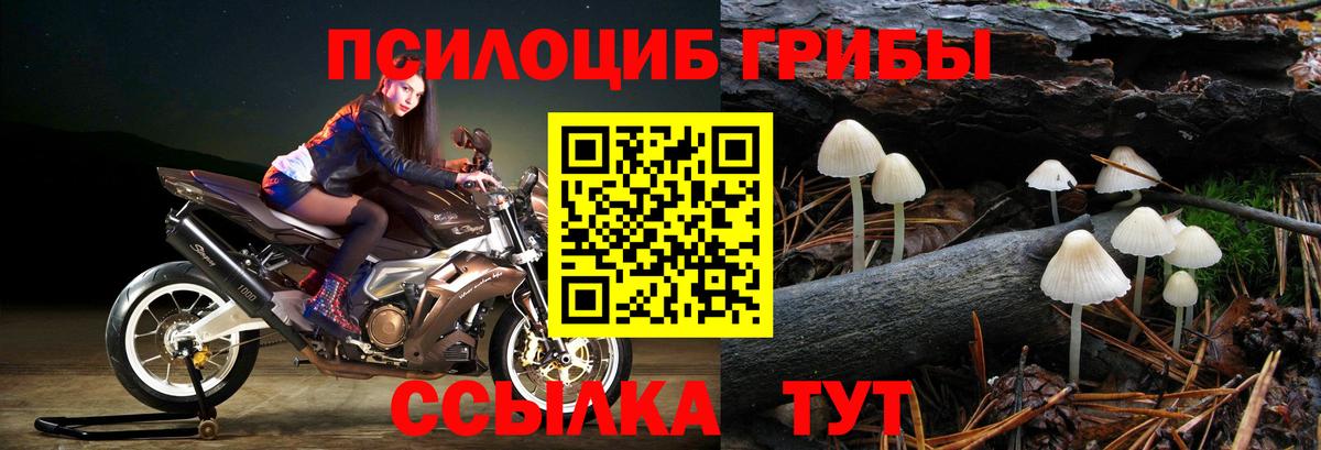 Псилоцибиновые грибы Cubensis  Вход с VPN  Городец 